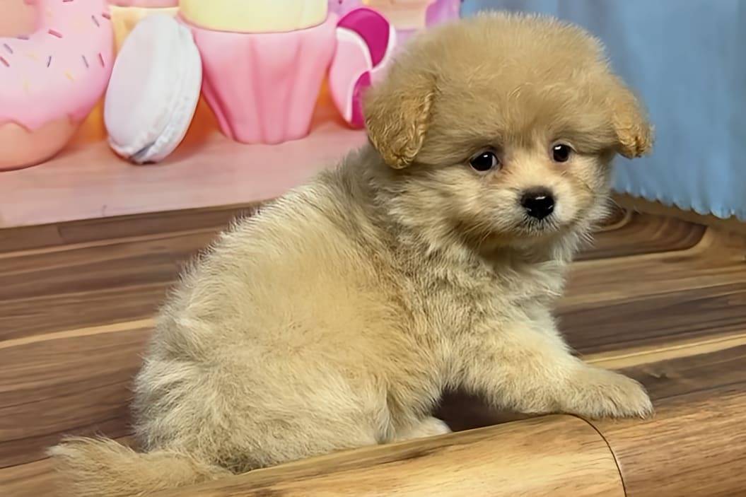 ポメラニアン×トイプードルMixミルクの魅力と飼育法 | 子犬新着情報