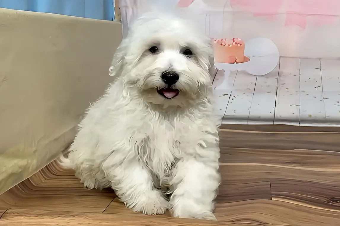 ハバニーズ シンバ君を育てるための知識と方法