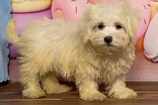 ハバニーズ マロンちゃんの魅力