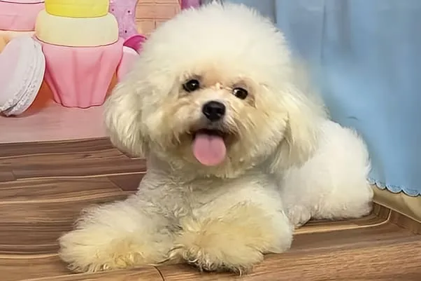 ボロニーズヒナタちゃんの飼育と特徴