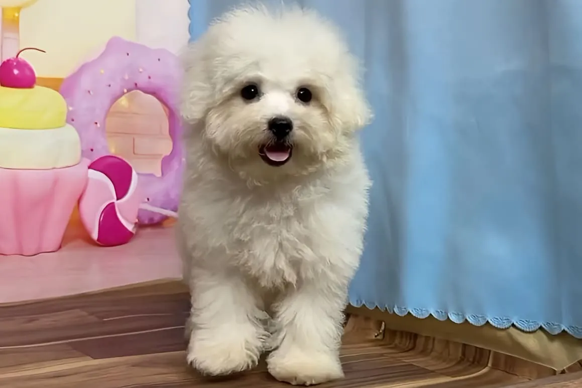 ボロニーズマロちゃんの飼育と特徴解説