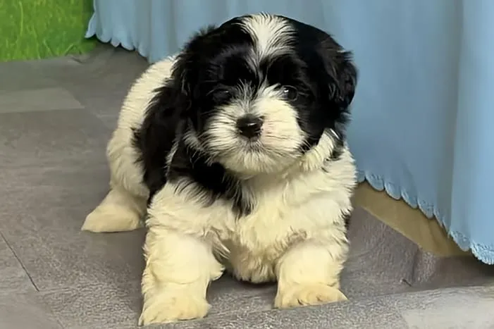 ハバニーズ 男の子　テン君