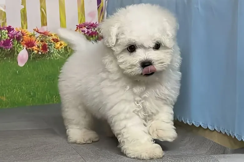 ボロニーズ 男の子　パンチ君