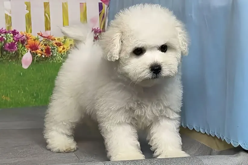 ボロニーズ 女の子　イーブイちゃん