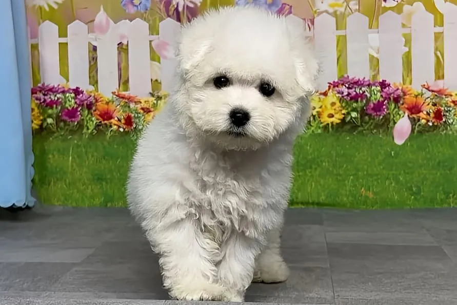 ボロニーズ 女の子　アーニャちゃん