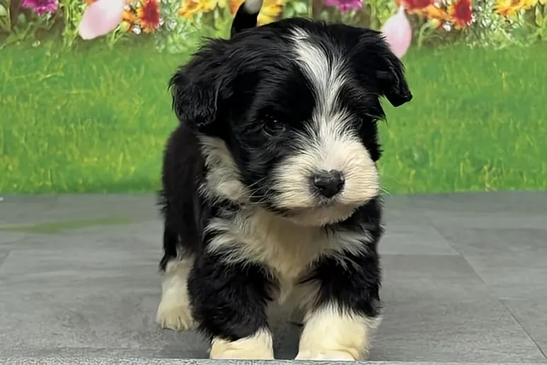 希少犬種ハバニーズ 男の子　エルモ君