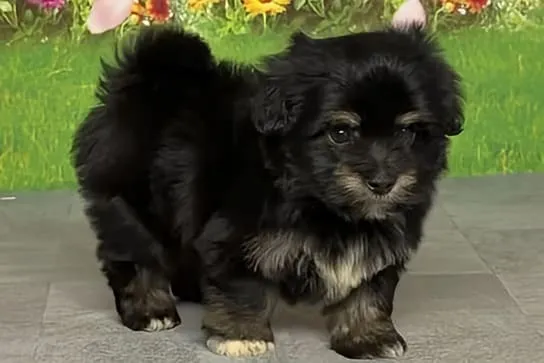 希少犬種ハバニーズ 男の子　バディ君