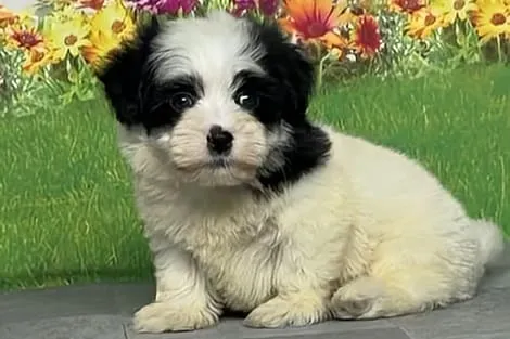 希少犬種ハバニーズ 男の子　シェリー君