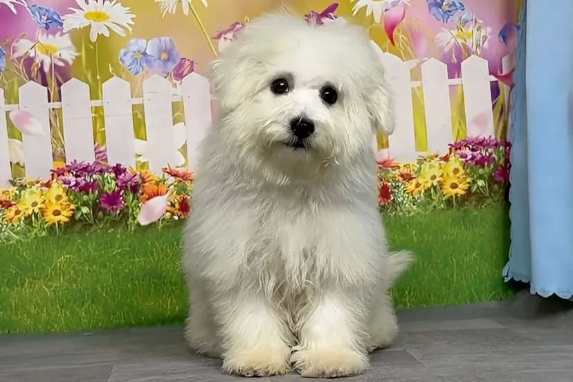 希少犬種ボロニーズ 女の子　アーニャちゃん