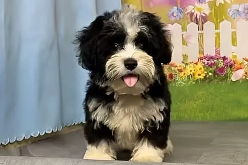 希少犬種ハバニーズ 男の子　プティ君