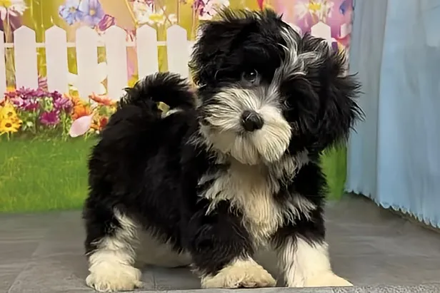 希少犬種ハバニーズ 男の子　エルモ君