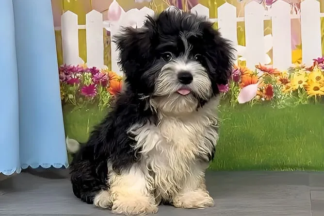 希少犬種ハバニーズ 男の子　ルチア君