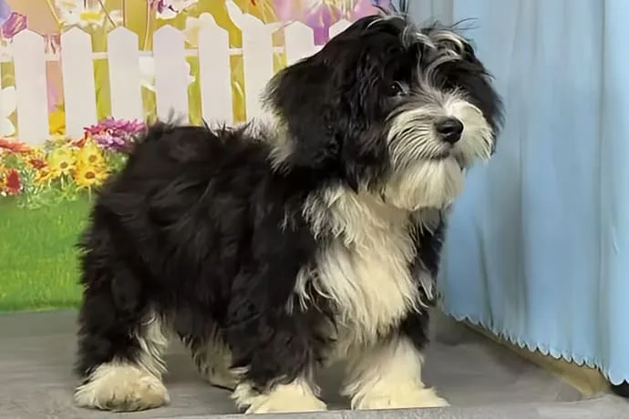 希少犬種ハバニーズ 男の子　エルモ君