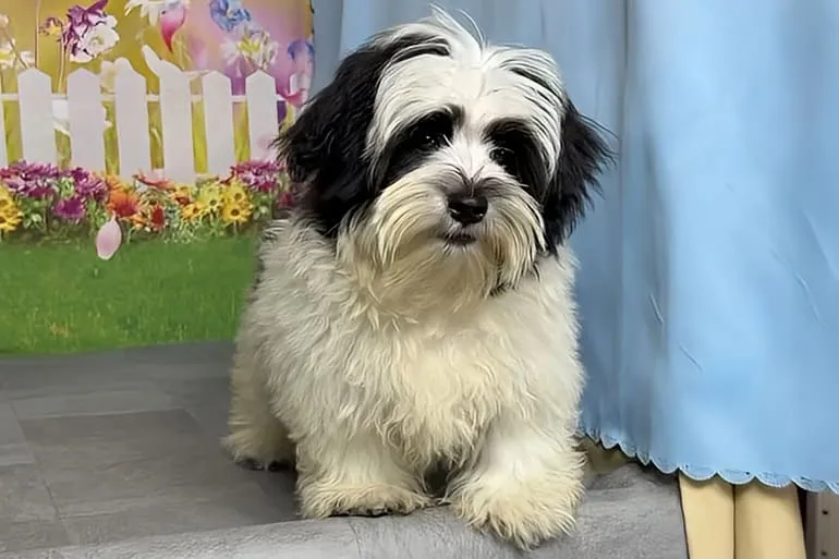 希少犬種ハバニーズ 男の子　ロイ君