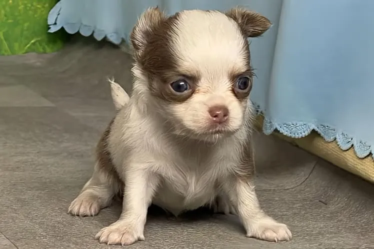 ロングコートチワワ 男の子　ジン君