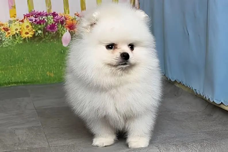 ポメラニアン 男の子　ポム君
